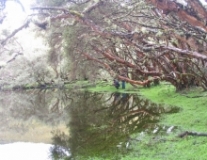 Imagen Bosques de Polylepis